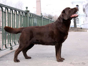 Litter "Ch" born 06.12.2011